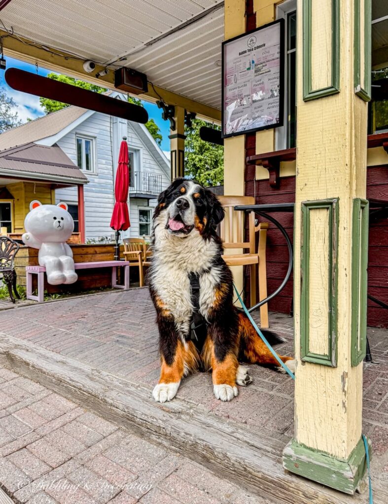 Ella, the Bernese Mountain Dog posing in front of a cafe in Quebec's Eastern Township town of Sutton.