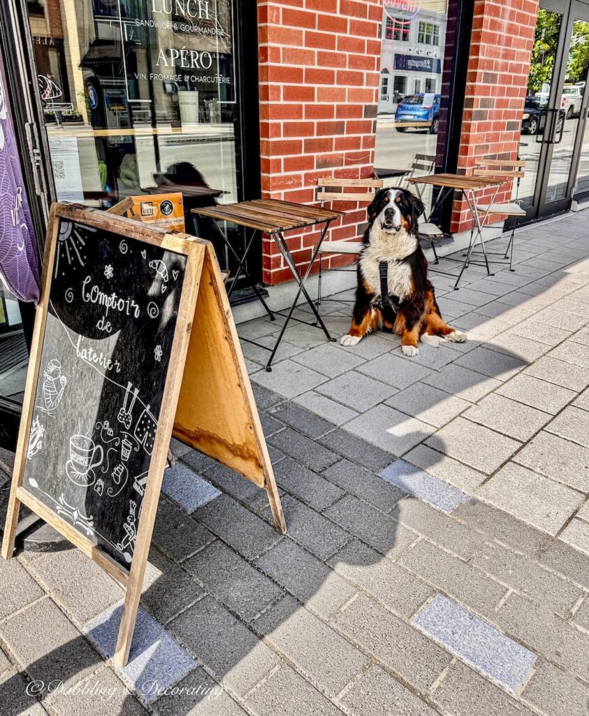 Ella, the Bernese Mountain dog outside a cafe in downtown Magog, Quebec while on an antiquing road trip through Eastern Townships.