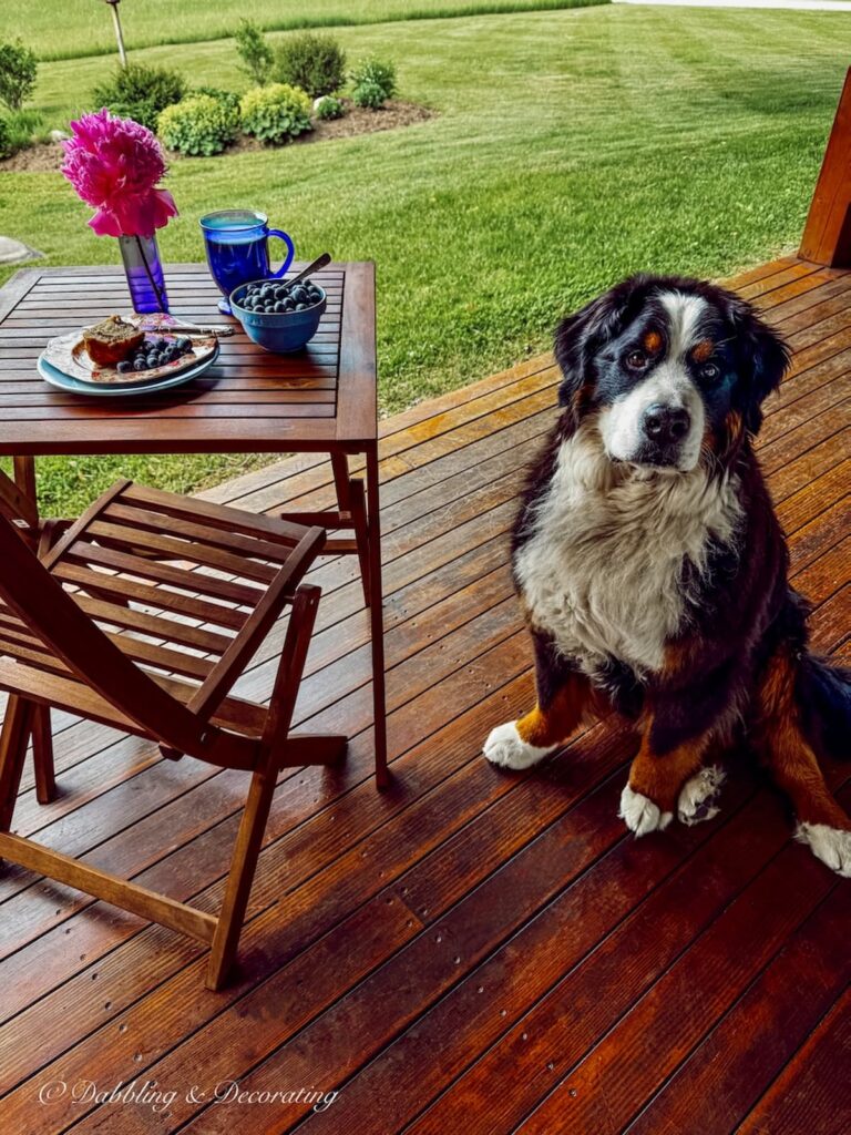 Wooden bistro table and chair set for breakfast on covered porch with Ella, the Bernese Mountain Dog in the summer.