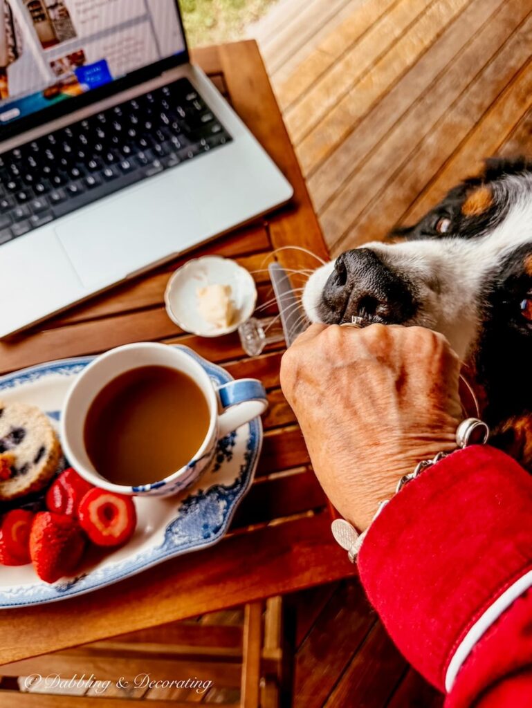 Small breakfast table and a hand feeding a Bernese Mountain Dog a snack from the table.