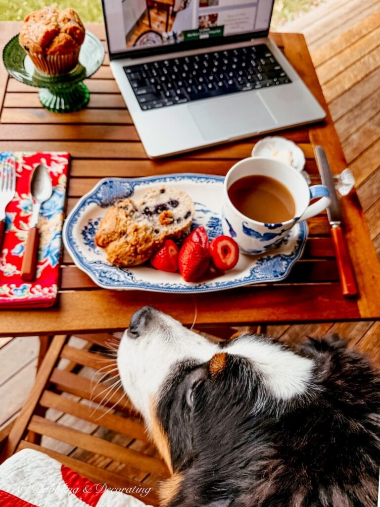 Bernese Mountain Dog, Ella trying to steal a bite of a blueberry muffin on a breakfast table set for one with vintage finds and laptop.