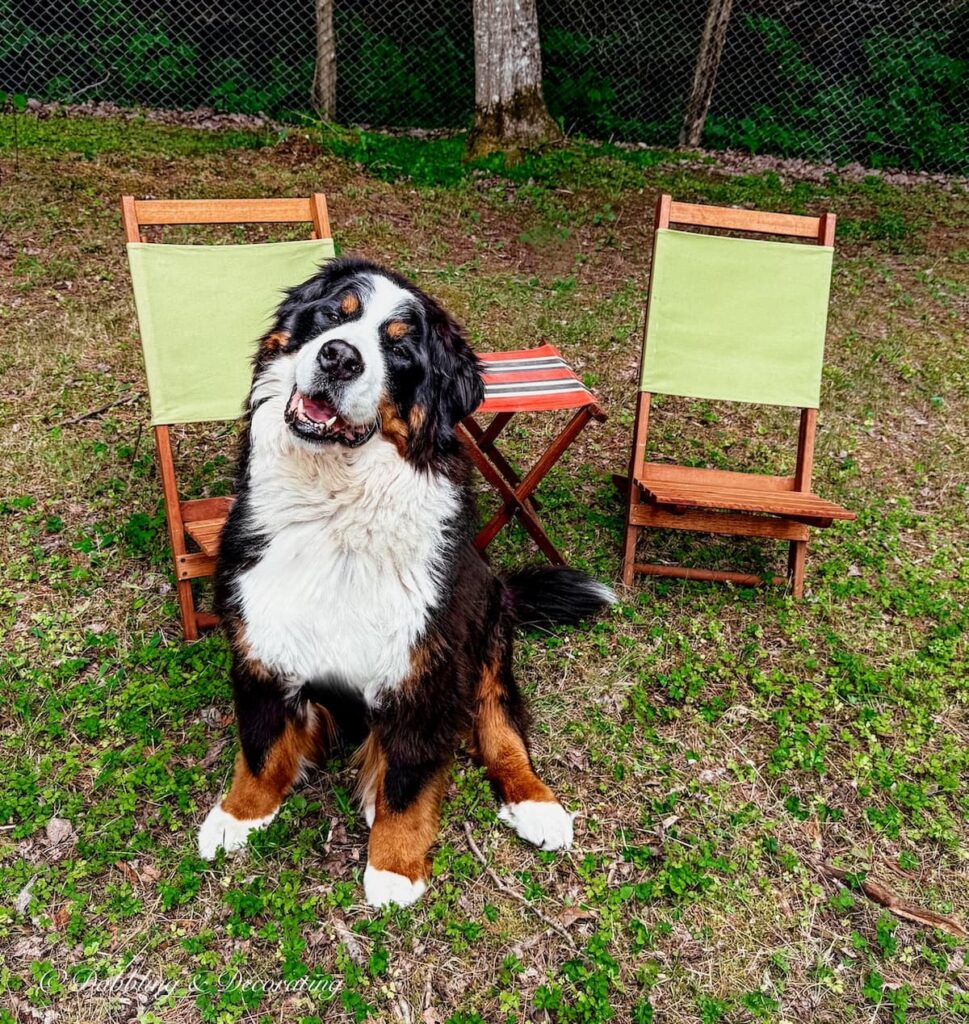 Two thrifted retro camp chairs and a stool with a cute Bernese Mountain Dog.
