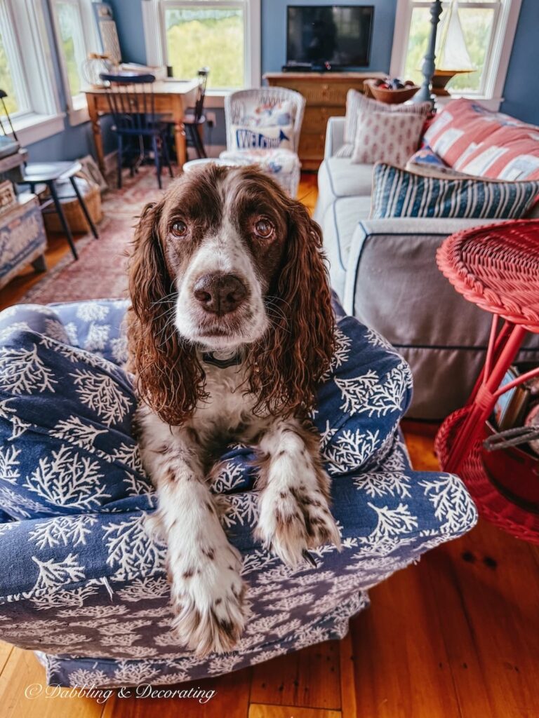Maddie, the springer spaniel greeting me as I enter this guest cottage on the coast of Maine.