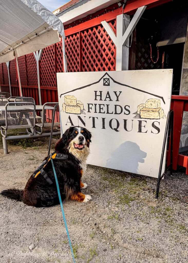 Ella, the Bernese Mountain Dog in front of Hay Fields Antique Signs during Music, Munchies, and Motors Mondays.