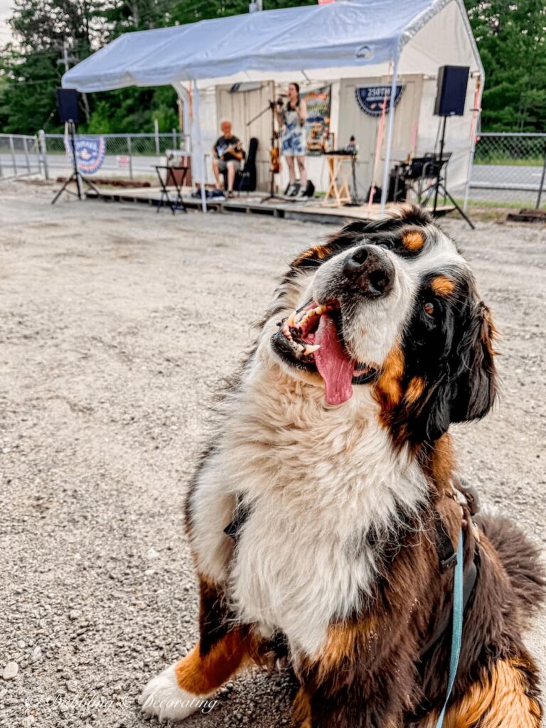 Ella, the Bernese Mountain dog in front of band stand during Music, Munchies, and Motors Mondays in the Adirondacks at Hay Field Antiques Store.