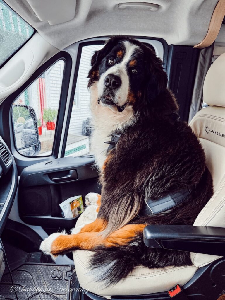 Ella, the Bernese Mountain dog calling shot gun in the RV after our antiquing road trip.