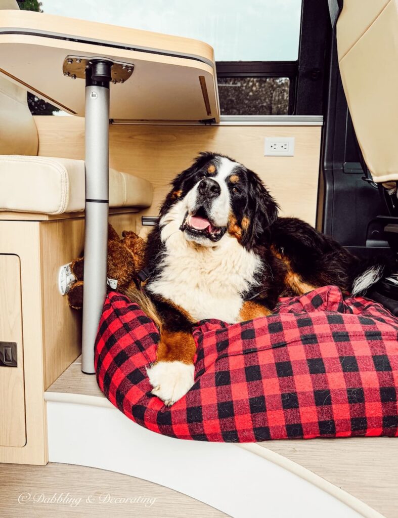 Ella, Bernese Mountain Dog sitting pretty in a red and black flannel Vermont Flannel dog bed in our RV.