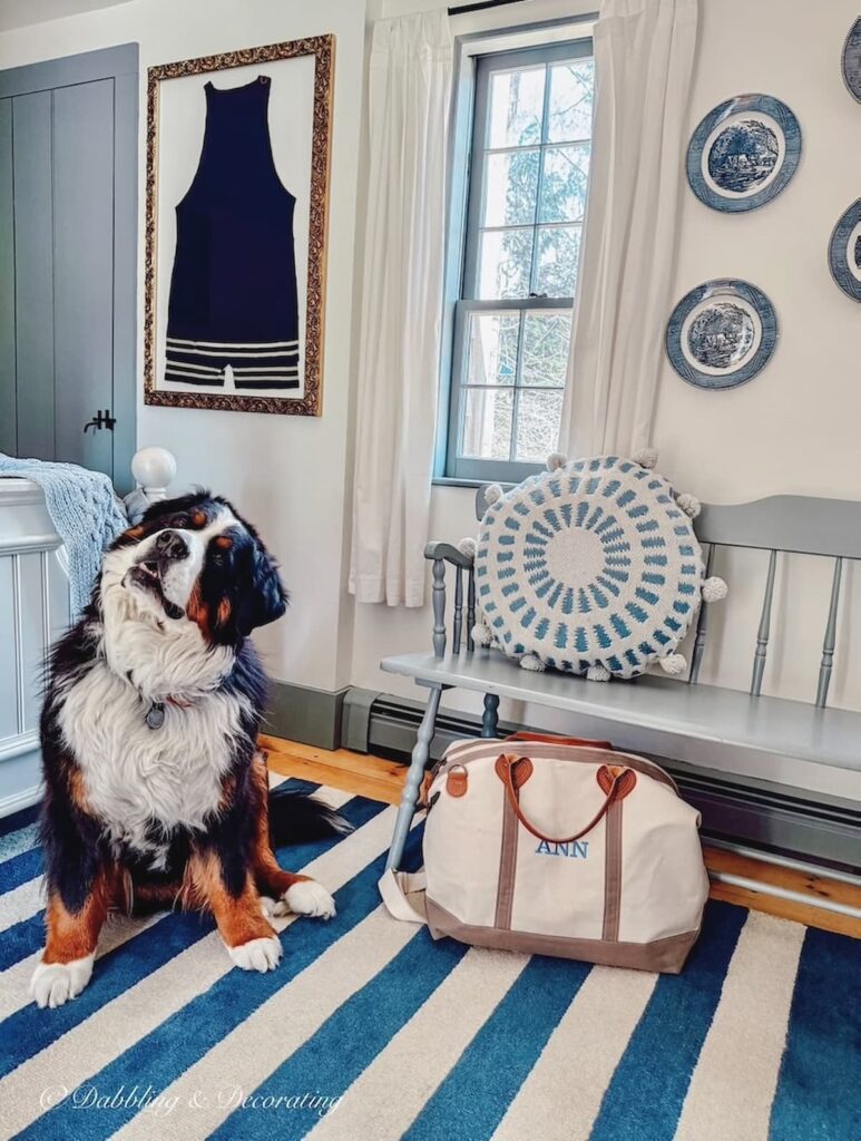 Master bedroom in old colonial home with custom blue historic blue paint color with coastal Maine styling and Bernese Mountain Dog tilting head.