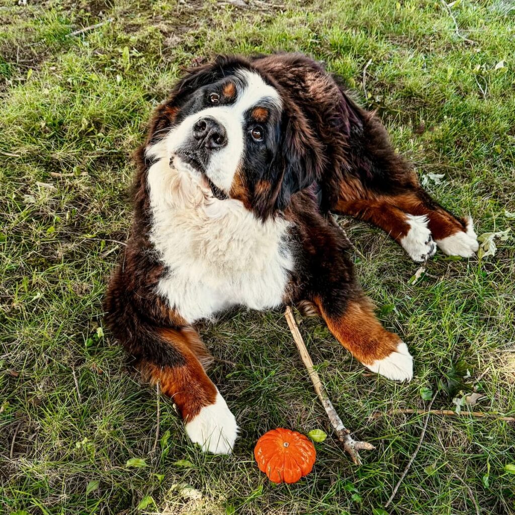 Bernese Mountain Dog with small pumpkin on the grass.