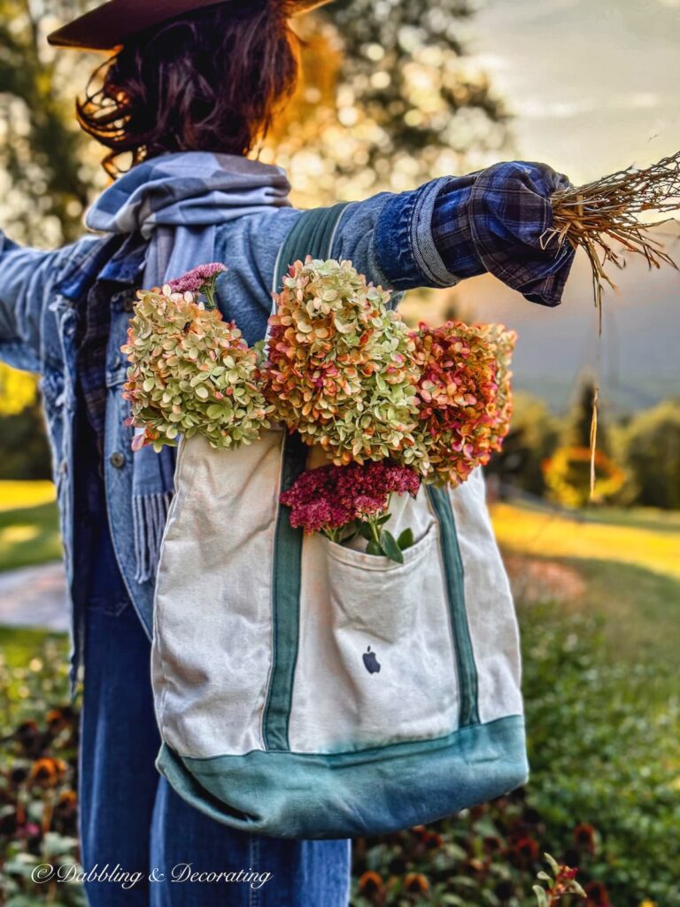 Fall scarecrow in the morning sun with bag of pink hydrangeas in the Vermont mountains dressed in layered thrifted blues.