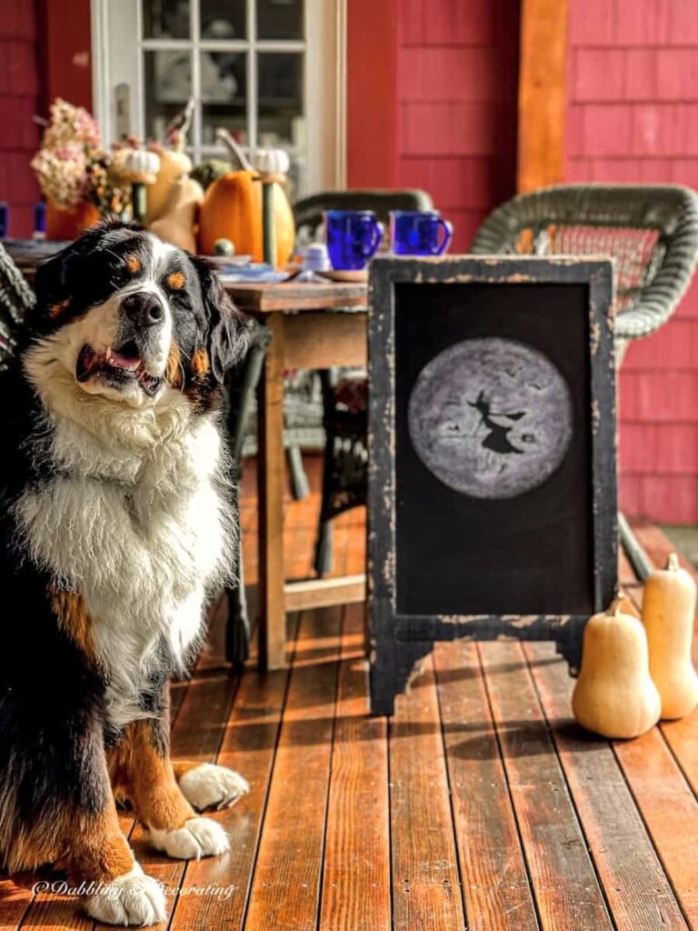 Bernese Mountain dog sitting next to a vintage bistro chalkboard with a witchy scene on fall porch.