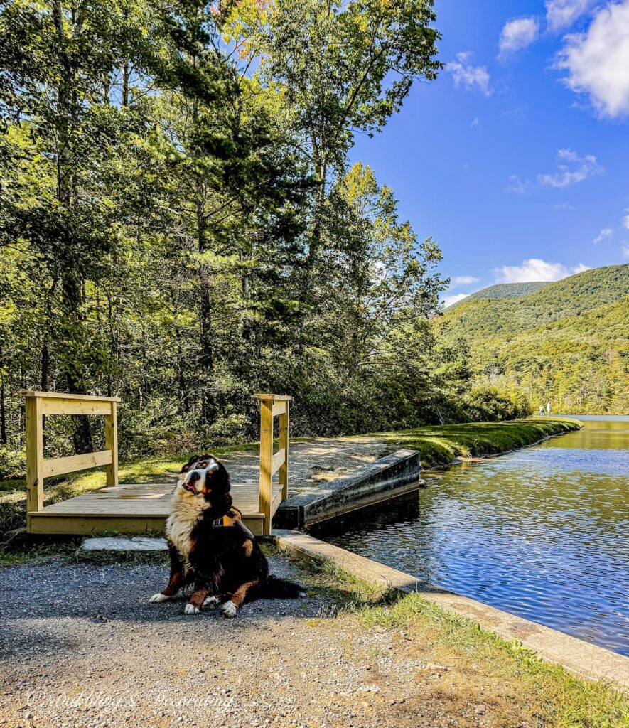Bernese Mountain Dog sitting in front of Equinox Pond in Vermont foraging in the fall.
