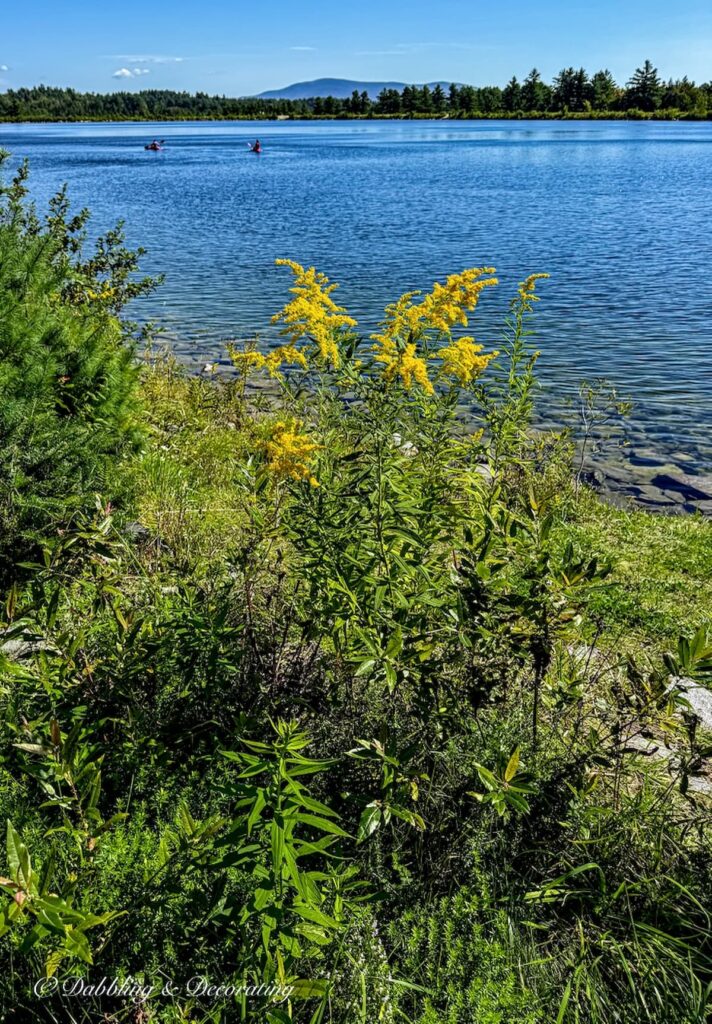 Stratton Mountain Pond on Labor Day with Goldenrod blooming and kayakers in the water.