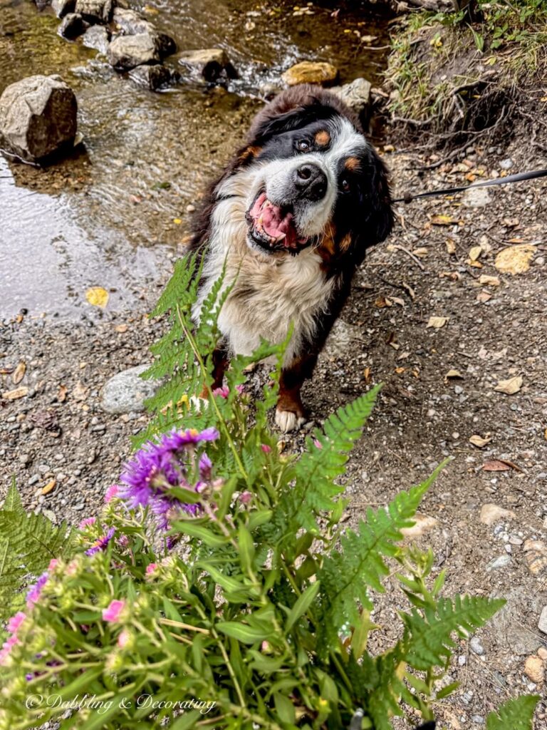 Ella, the Bernese Mountain Dog looking up smiling on a foraging walk in Vermont.