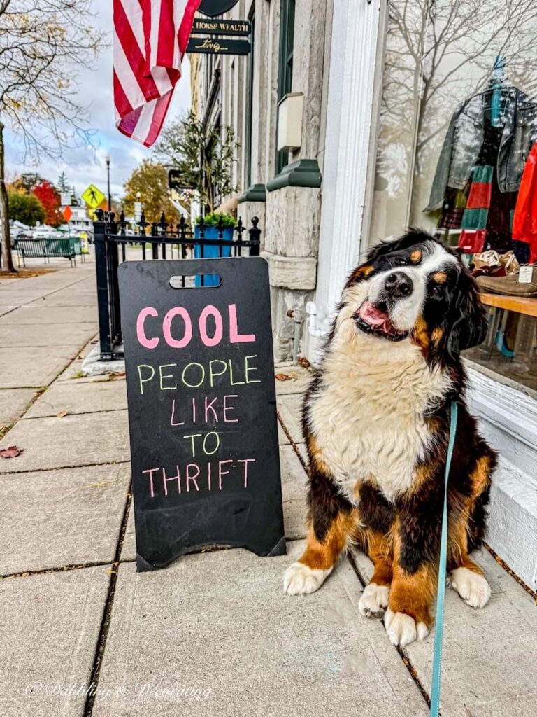 Ella, Bernese Mountain Dog sitting next to a thrift store's chalkboard "Cool People Like Thrift" in Cazanovia, New York on a fall foliage RV antiquing road trip.