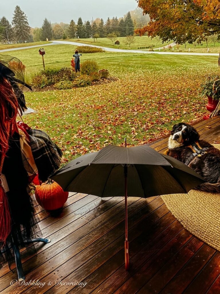 Black umbrella open next to a Bernese Mountain Dog and a mannequin witch with pumpkin on front porch during Halloween and peak Vermont foliage on a rainy morning in the mountains.